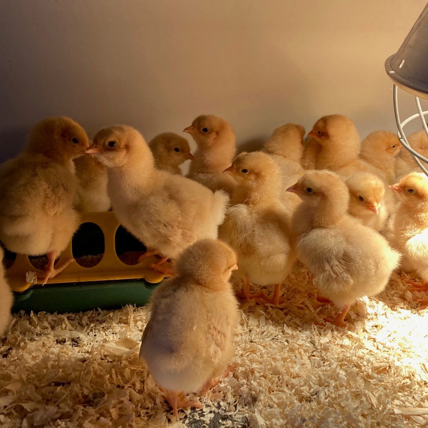 Foto kuikens warmte lamp