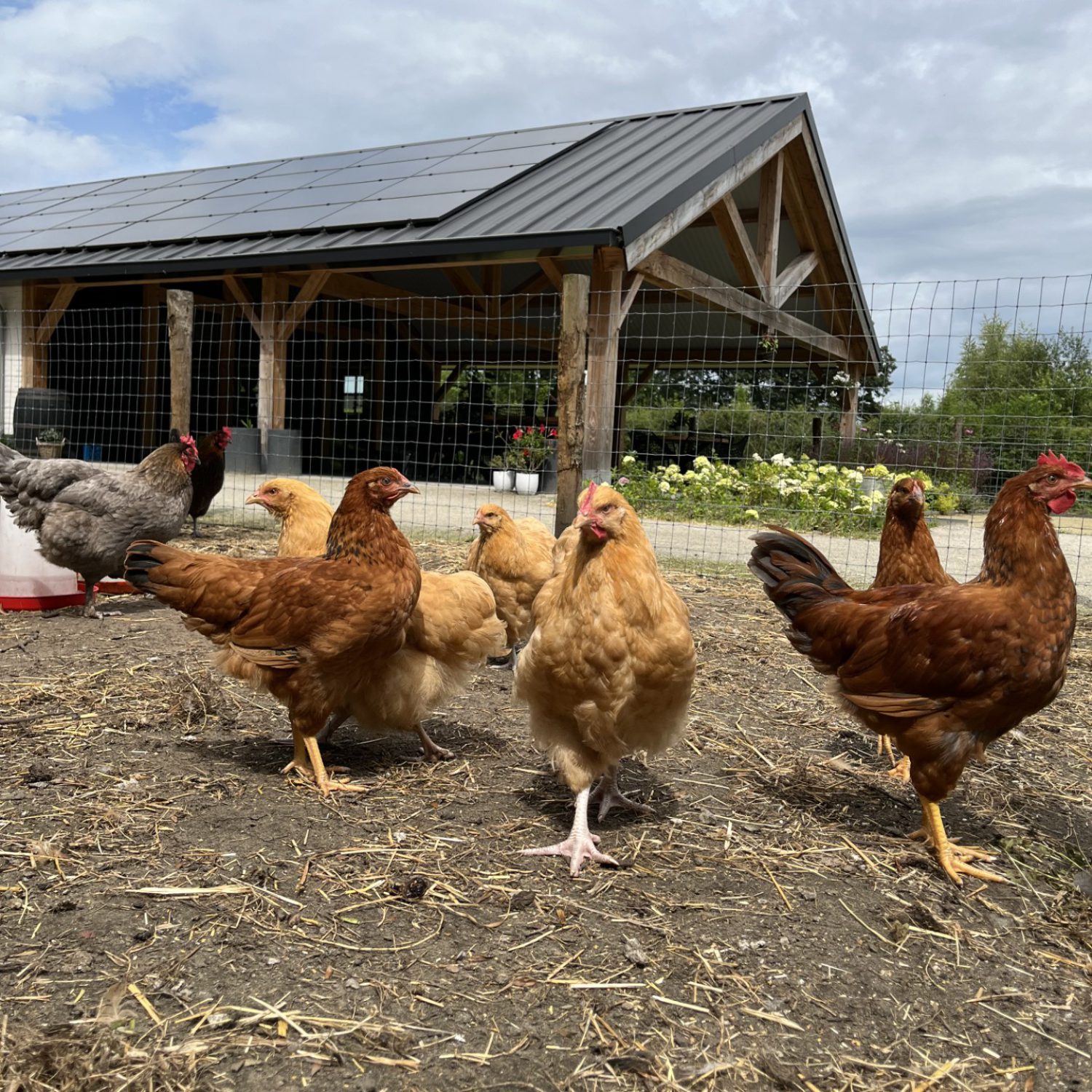 Kippen Zorgboerderij Ons Thuis. Dagbesteding Schijndel