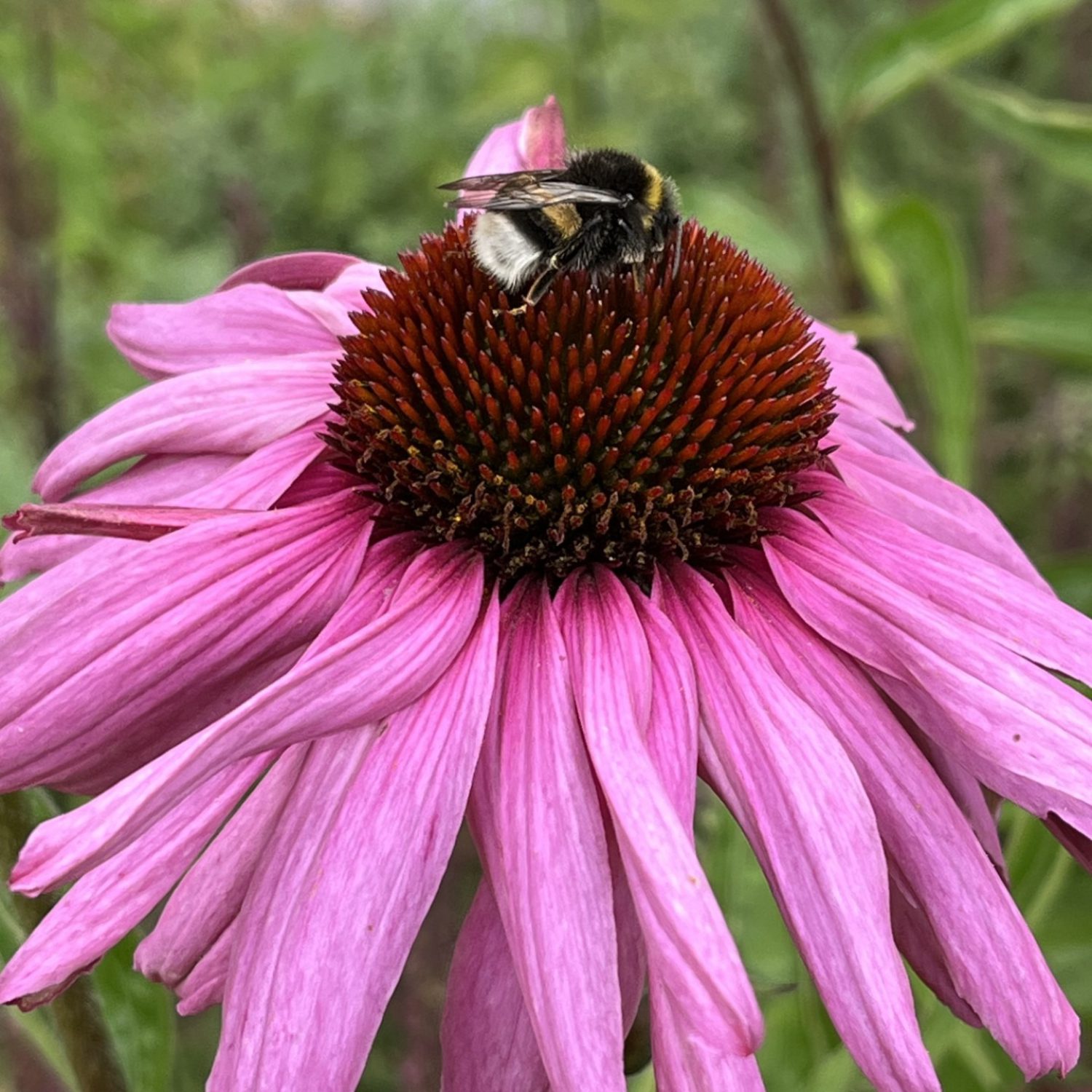 Zorgboerderij Ons Thuis, dagbesteding Schijndel