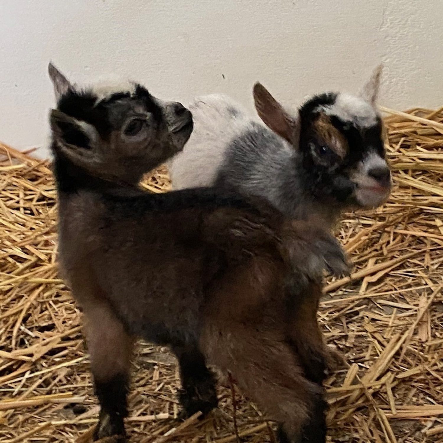 thumbnail_image5 (2)